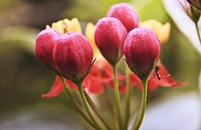 Macro photo of colorful wild lilac flowers at blurred background