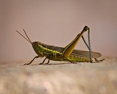 large green grasshopper