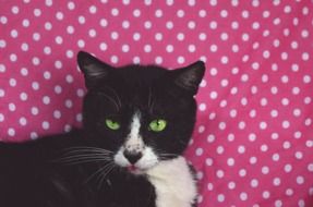 black cat on a pink background