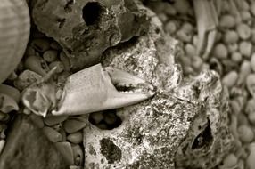 Shell on the sea Stone black and white photo