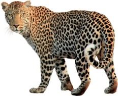 Isolated Animal Leopard