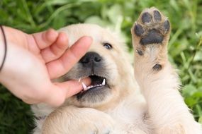 golden retriever bites human finger