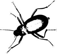 Beetle Bug drawing