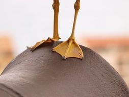 bird's yellow legs