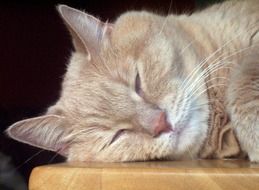 cat sleeps on a wooden surface