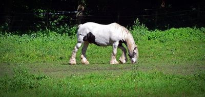 white thoroughbred horse on green grass