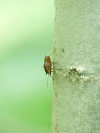 closeup picture of red legged tree bug on the tree trunk