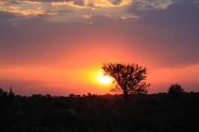 sunset behind a tree in africa