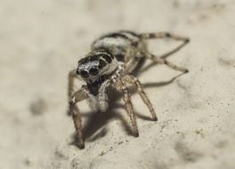 jumping spider on the sand