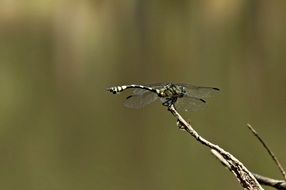 dragonfly in the spring garden