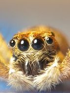 close-up spider head