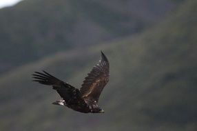 golden eagle in flight