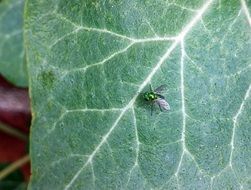 small Fly
