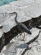 Grey Heron walking by stone steps to water