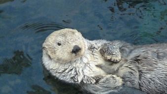 gray otter in the water