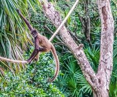 monkey on jungle vines among beautiful nature