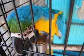 colorful Parrot in Cage, head close up