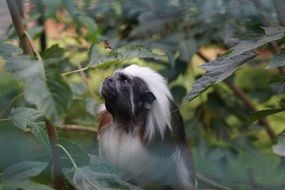 exotic monkey in the zoo