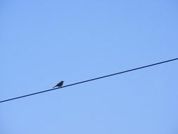 small bird on a wire against a clear sky