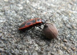 beetle near linden seeds