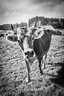 black and white portrait of a cow