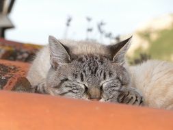the cat is sleeping on the roof