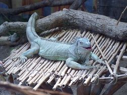 iguana on the thatched floor at the zoo