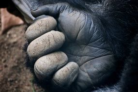 hand of a big gorilla close-up