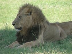 lion on the grass in the wild