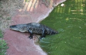 the crocodile comes out out the swamp