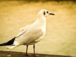 white seagull on the ground