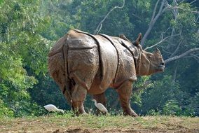 fat rhino in India