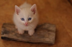 lovely Catnip White Cat