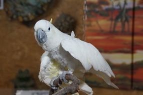 white cockatoo on the pole close-up