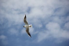 graceful seagull in the sky