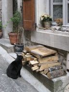 cat near chopped wood at house