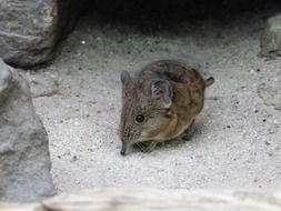 Short Eared Elephant shrews in wild