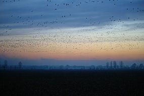 flying wild geese in the evening sky