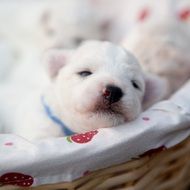 portrait of sweet white bichon puppies in a basket