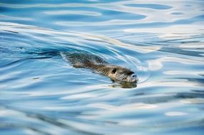 nutria is swimming on the blue river
