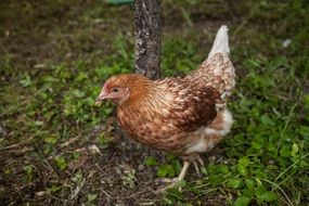 little brown chicken on green grass