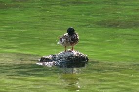 duck on a rock among water