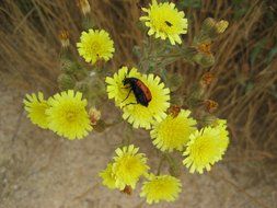 red and black Insect on flower of Yellow Sow thistle