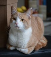 White and red animal