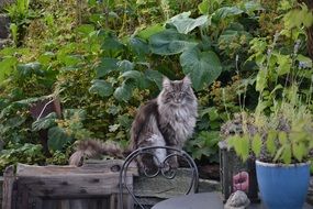 Norwegian Cat in garden