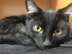 lazy back and grey cat