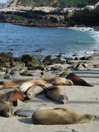 sea lions on the beach in the ocean bay