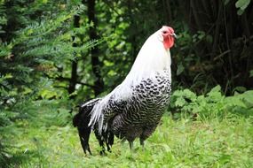 rooster on green grass