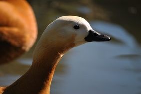 picture of the duck's head