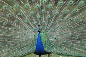 peacock with bright plumage and a large tail